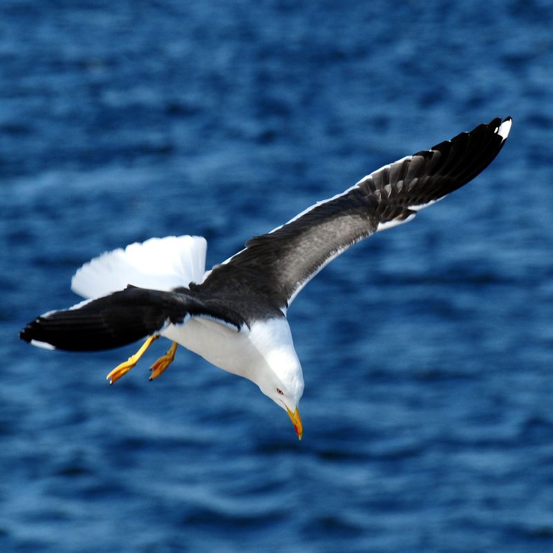 seagull1.jpg