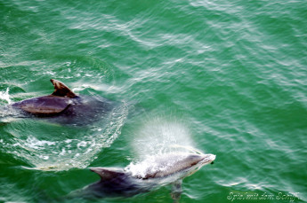 2012_08_28_08_32_VAL_3373_einlaufen_falmouth.jpg