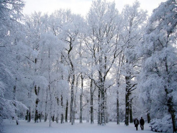 winter_im_park.jpg