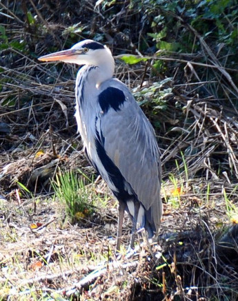 fischreiher.jpg