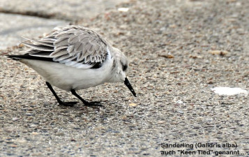 sanderling.jpg