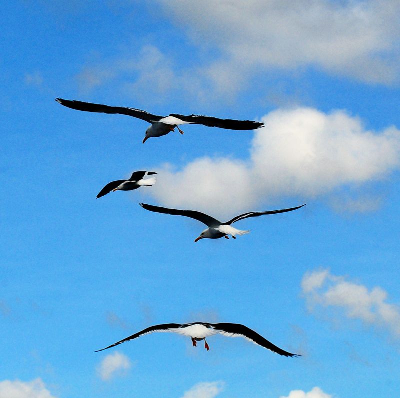 birds.jpg