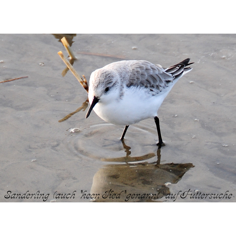 sanderling.jpg