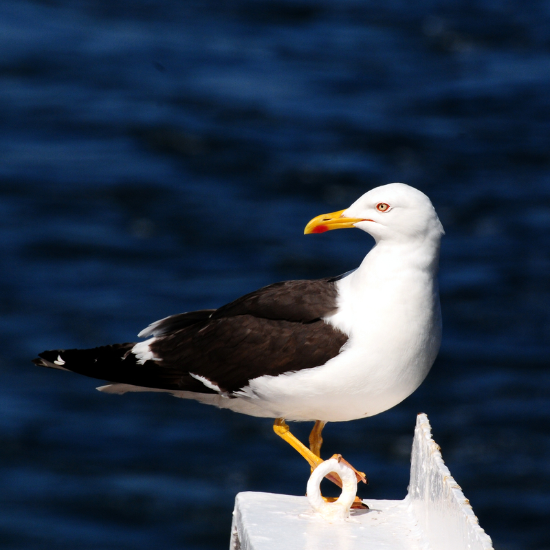 seagull.jpg