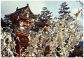 japan06 * 500 x 354 *
                                        (53KB)